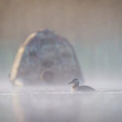 Buteo Photo Gear® Swimmversteck Grebe II verbesserte Version II