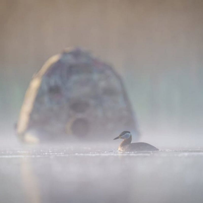Buteo Photo Gear® Swimmversteck Grebe II verbesserte Version II