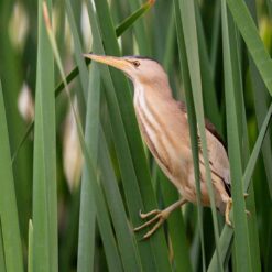 Buteo Photo Gear® Swimmversteck Grebe II verbesserte Version II
