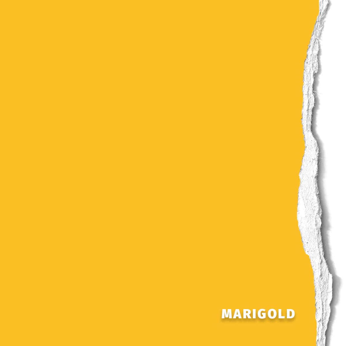 Hintergrundkarton Marigold 2,18x11m